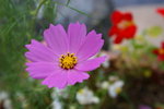 IMGP5128