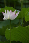 _IGP4915
