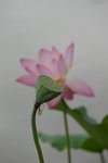 IMGP5163