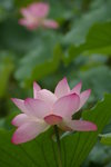 IMGP5180