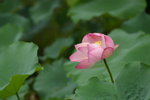 IMGP5187