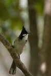 IMGP3271a