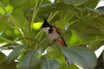 IMGP3276a