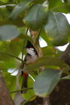 IMGP3279A