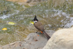 IMGP3948a