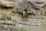 IMGP3963a