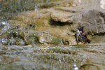 IMGP3964a