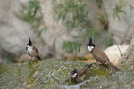 IMGP3980a