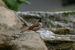 IMGP4035a