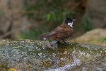 IMGP5762a