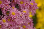 IMGP7797