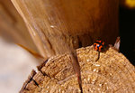 insect