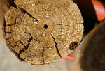 insect2