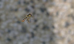 insect3