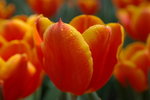 IMGP0425
