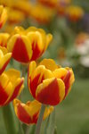 IMGP0448
