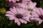 IMGP0484