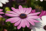 IMGP0488
