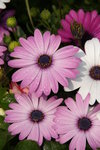 IMGP0490