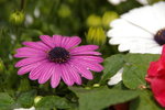 IMGP0492
