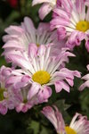IMGP0544