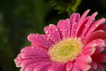IMGP0638