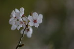IMGP1449