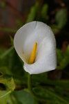 IMGP1496