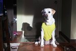 導盲犬也好看,其他沒了