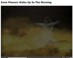 Even Flowers Wake Up In The Morning