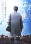 偶然機會下欣賞到日本的青之鳥