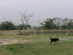 Pb160066