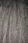 船街樹牆2