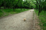 人黎, 放狗! 公然在公園內賽狗, 未死過; 隻松鼠狗一狗當先, sure win
