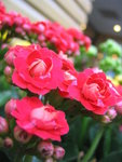 IMG_0449