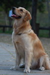 dog003