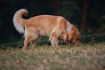 dog006