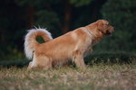 dog007
