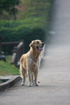 dog008