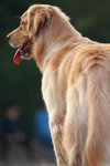 dog014