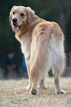dog015