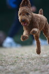 dog016