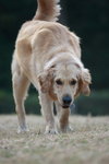 dog018