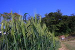 Rainbow046