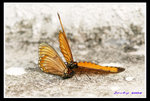 IMG_7655訓身求愛02