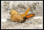 IMG_7657訓身求愛01