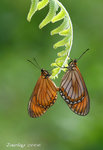 IMG_8795 珍蝶交尾