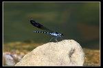 IMG_0297藍色豆蜋