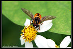 IMG_0424蚜蠅