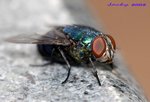 IMG_0960蠅仔